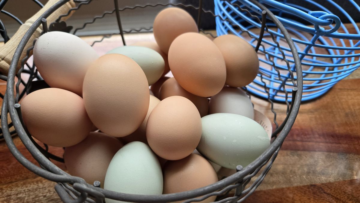 A gray wire basket full of brown, cream and pale green eggs