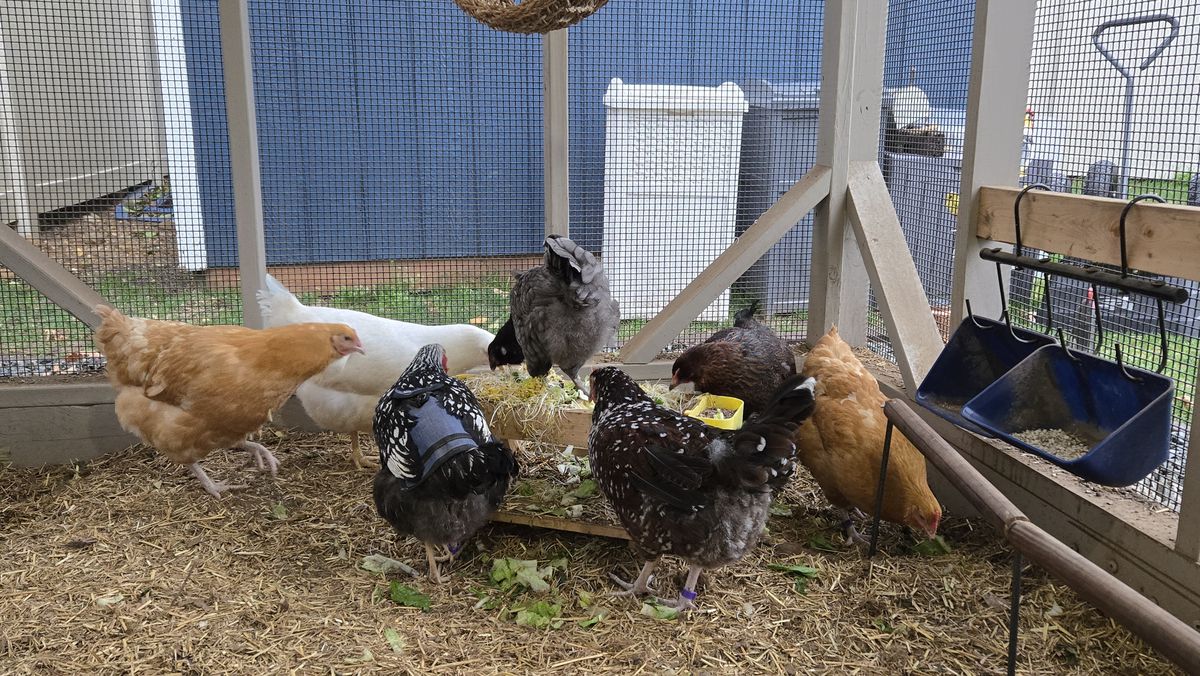 Our hens eating fresh greens together in the run